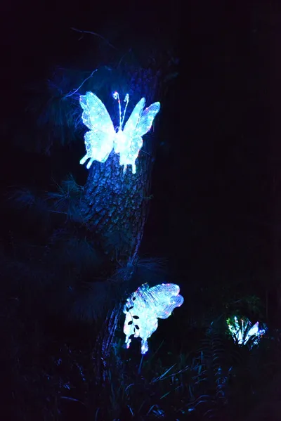 DSC_7021 (Large).JPG